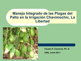 Manejo Integrado de las Plagas del
Palto en la Irrigación Chavimochic, La
Libertad
Fausto H. Cisneros, Ph. D.
UNA, Junio 2011
 