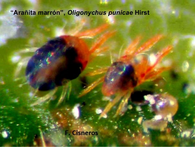 Resultado de imagen para Oligonychus punicae