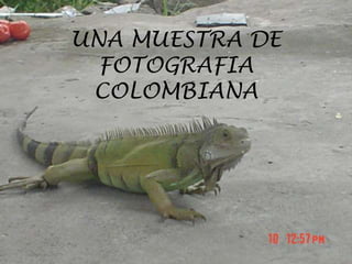 UNA MUESTRA DE
FOTOGRAFIA
COLOMBIANA
 