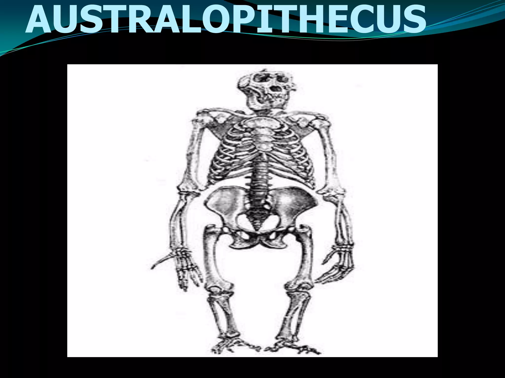 AUSTRALOPITHECUS
 