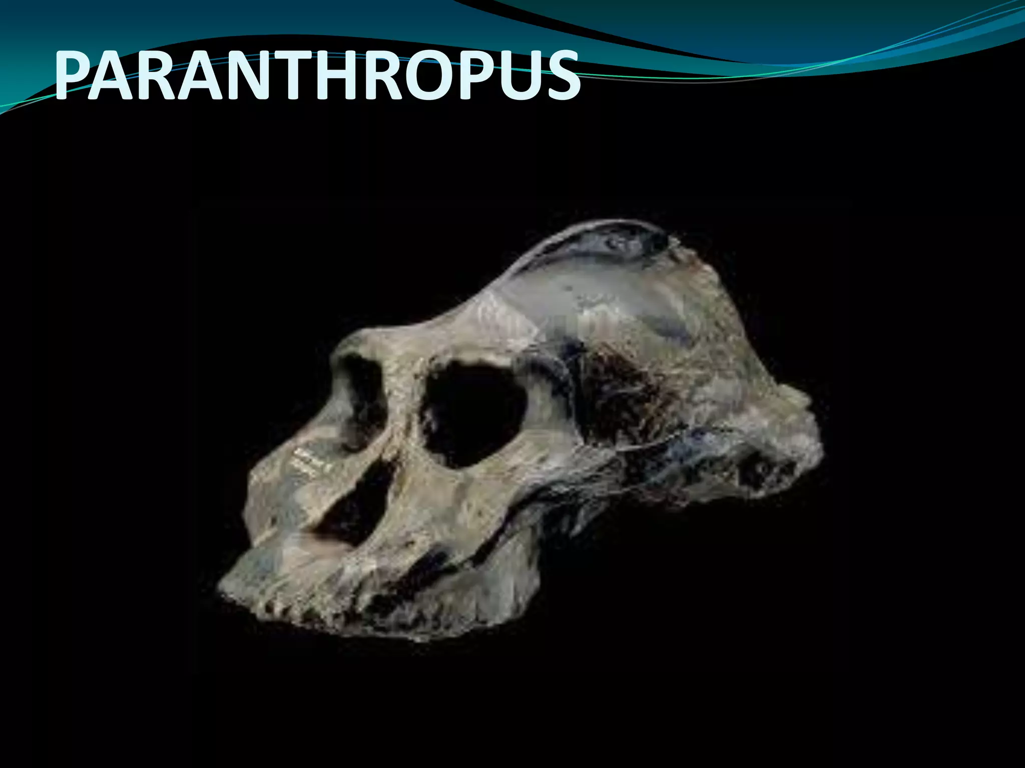 PARANTHROPUS
 