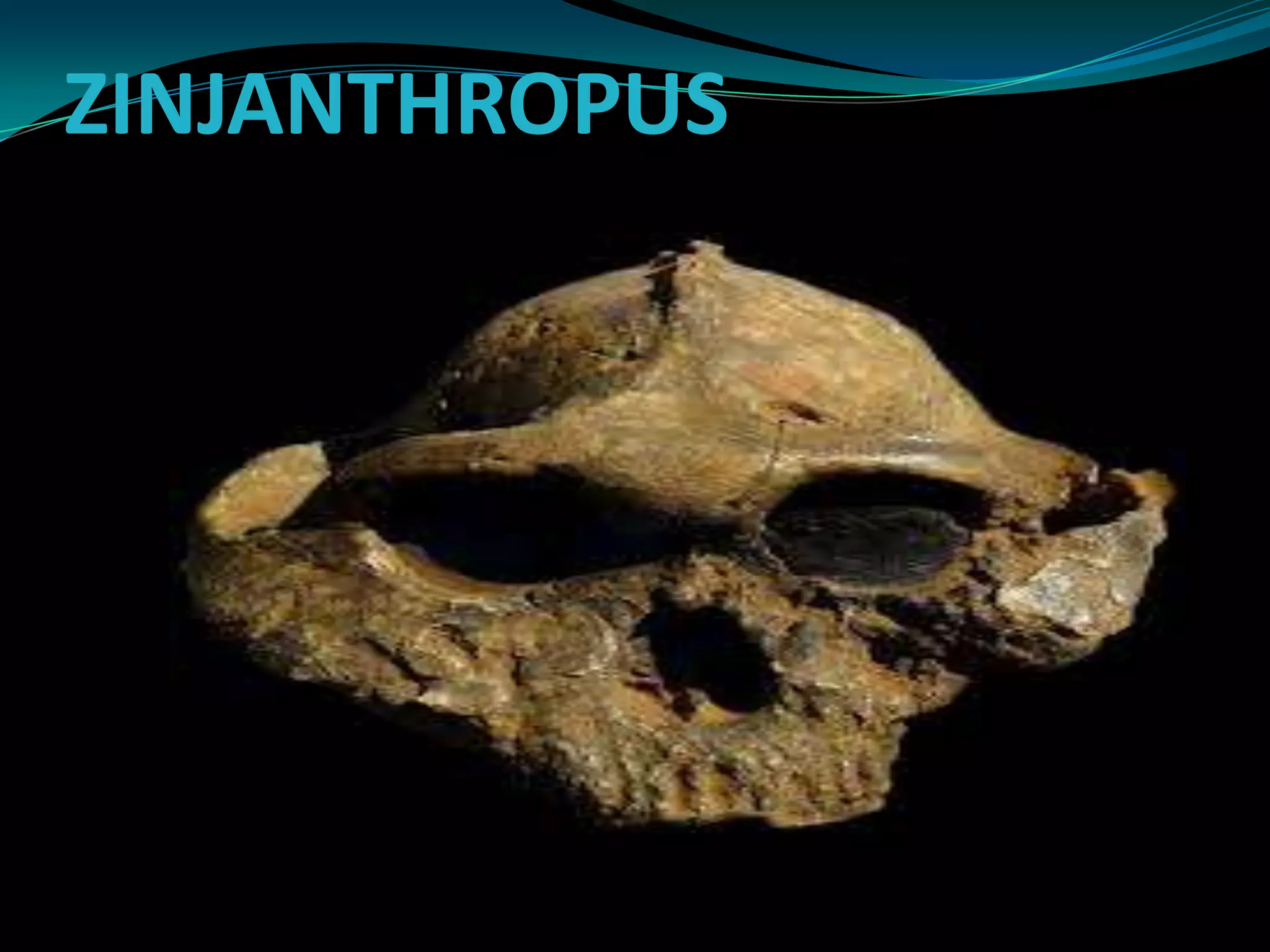 ZINJANTHROPUS
 