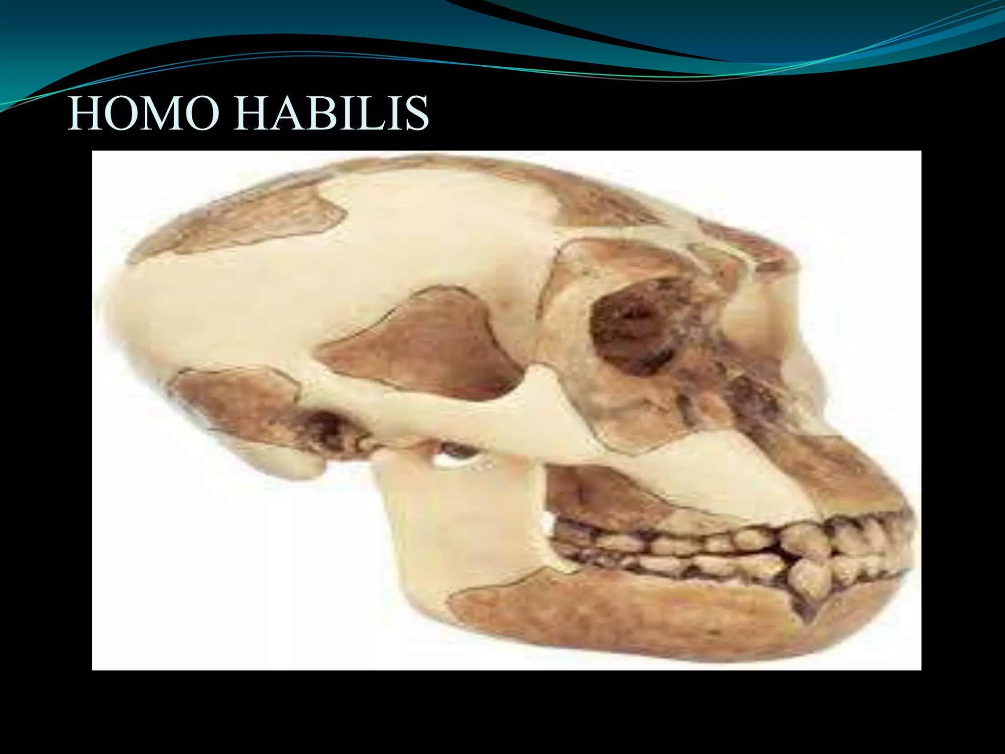 HOMO HABILIS
 