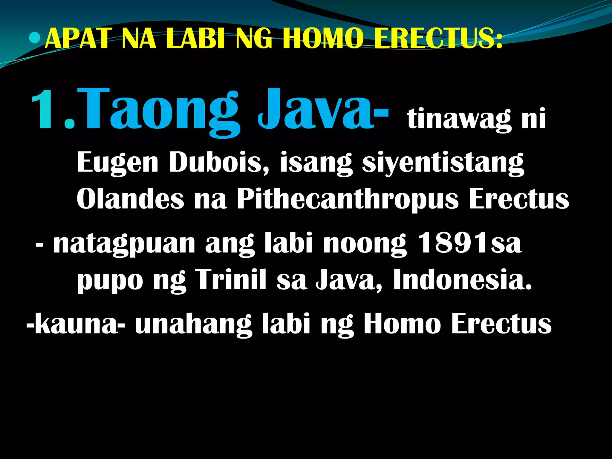 APAT NA LABI NG HOMO ERECTUS:
1.Taong Java- tinawag ni
Eugen Dubois, isang siyentistang
Olandes na Pithecanthropus Erectus
- natagpuan ang labi noong 1891sa
pupo ng Trinil sa Java, Indonesia.
-kauna- unahang labi ng Homo Erectus
 
