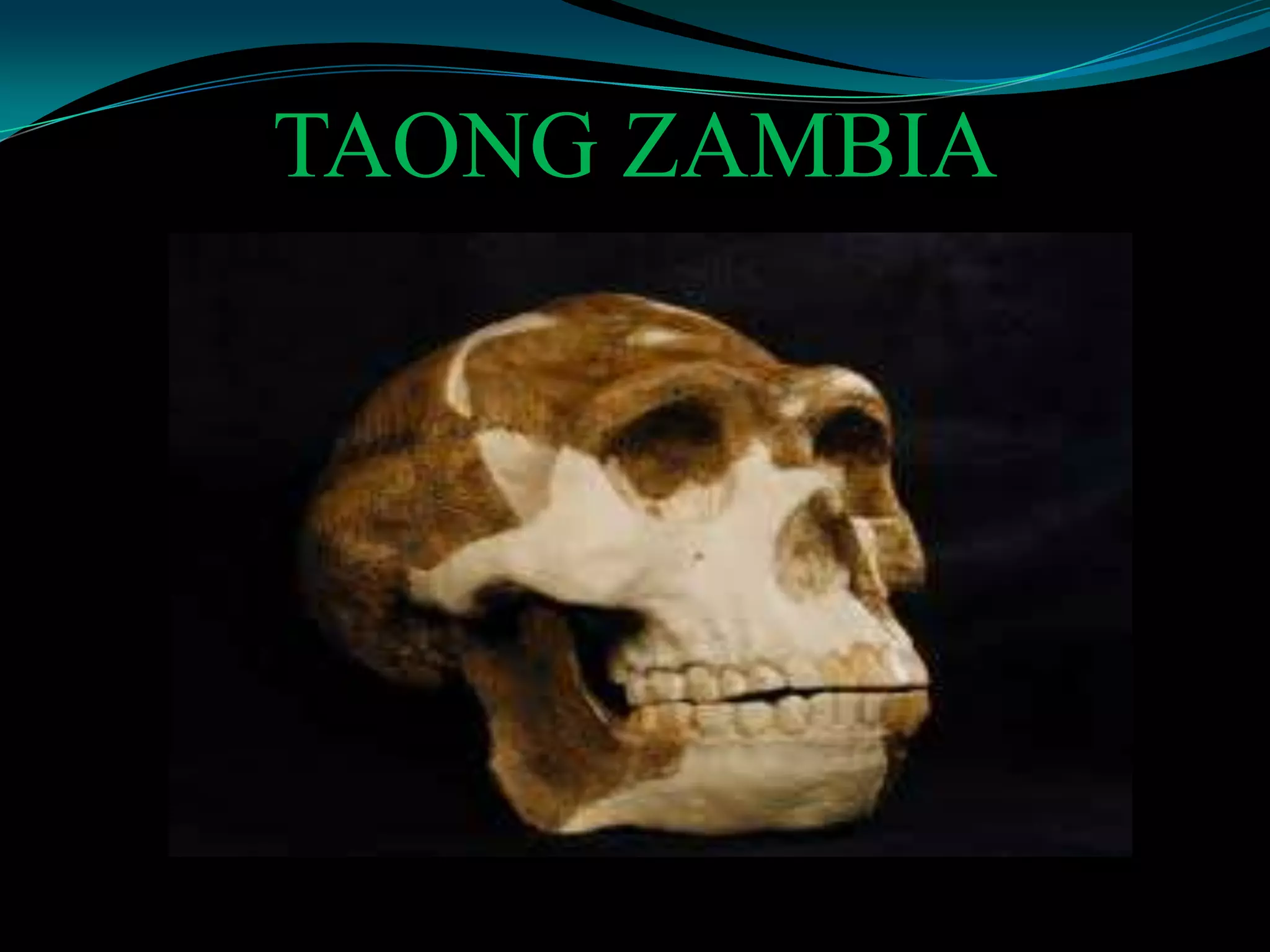 TAONG ZAMBIA
 