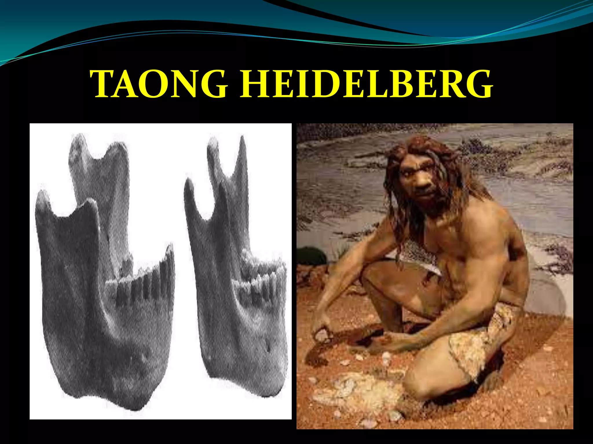 TAONG HEIDELBERG
 