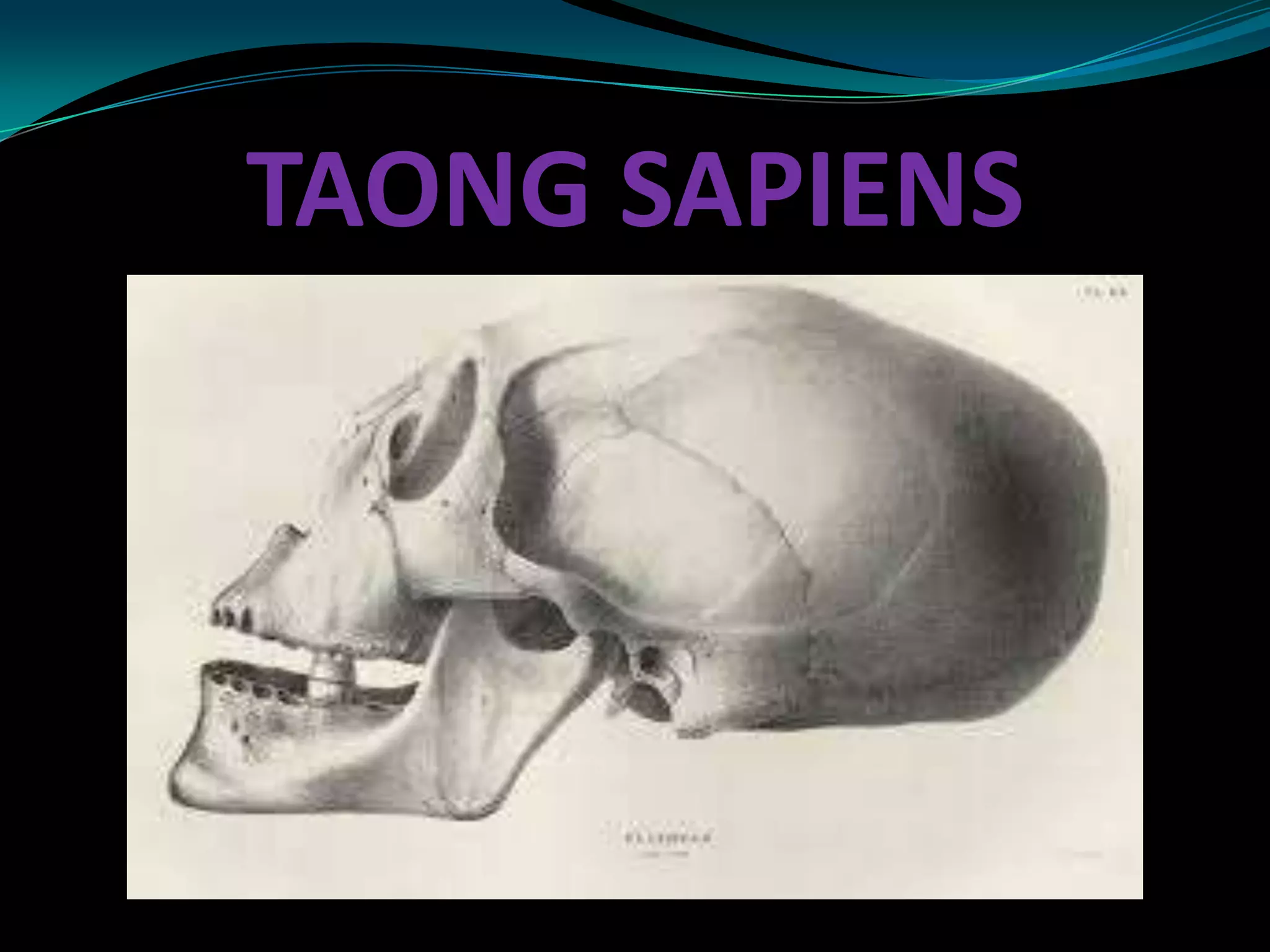 TAONG SAPIENS
 
