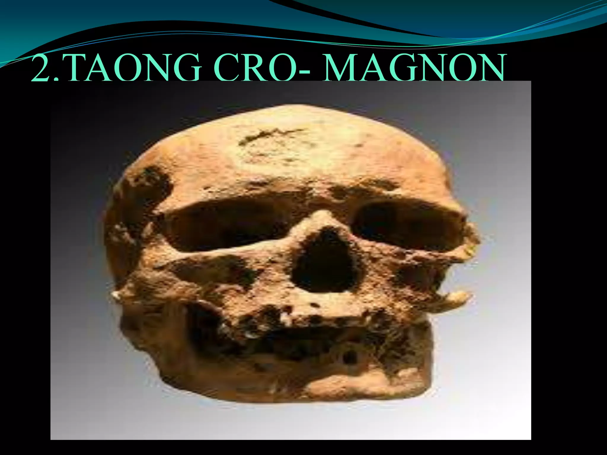 2.TAONG CRO- MAGNON
 