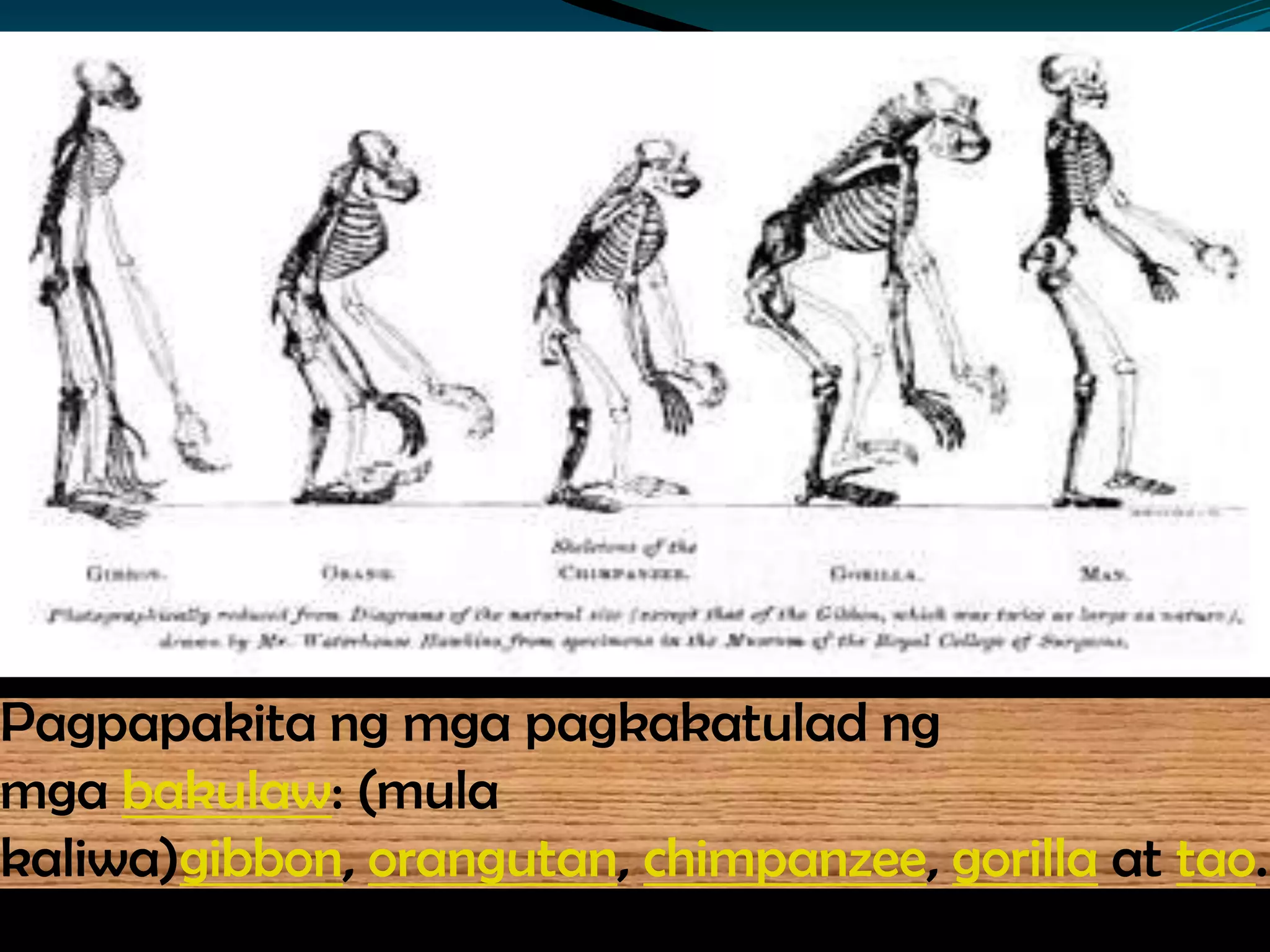 Pagpapakita ng mga pagkakatulad ng
mga bakulaw: (mula
kaliwa)gibbon, orangutan, chimpanzee, gorilla at tao.
 