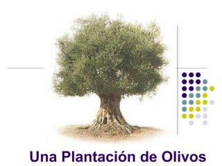 Una Plantación de Olivos 