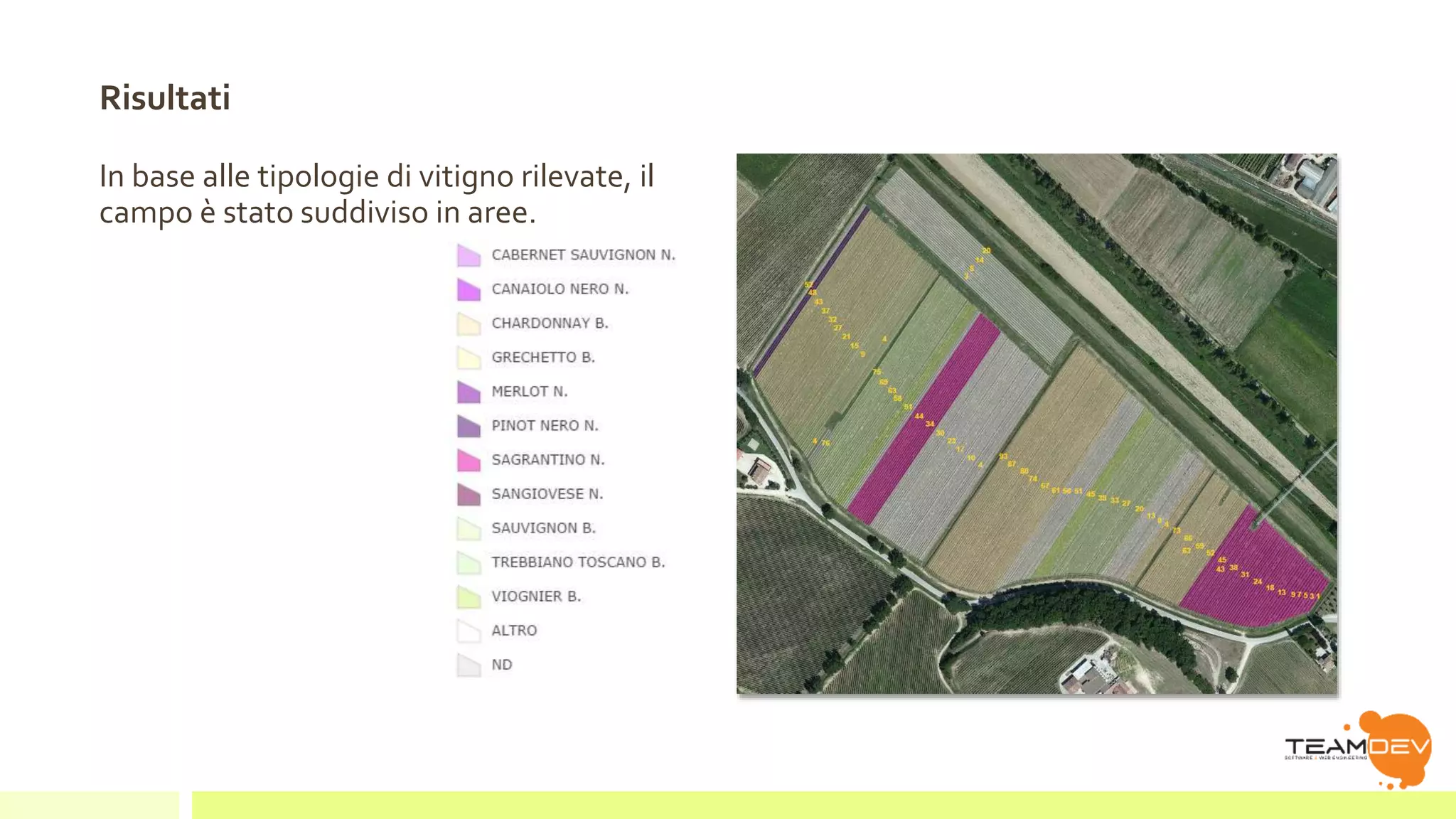 Risultati 
In base alle tipologie di vitigno rilevate, il 
campo è stato suddiviso in aree. 
 