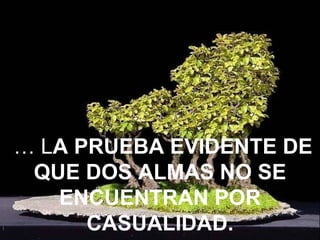 …  L A PRUEBA EVIDENTE DE QUE DOS ALMAS NO SE ENCUENTRAN POR CASUALIDAD. 