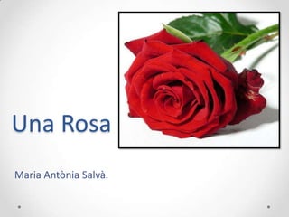 Una Rosa
Maria Antònia Salvà.
 