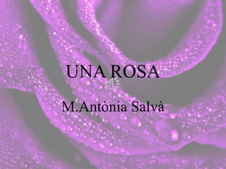 UNA ROSA
M.Antònia Salvà
 