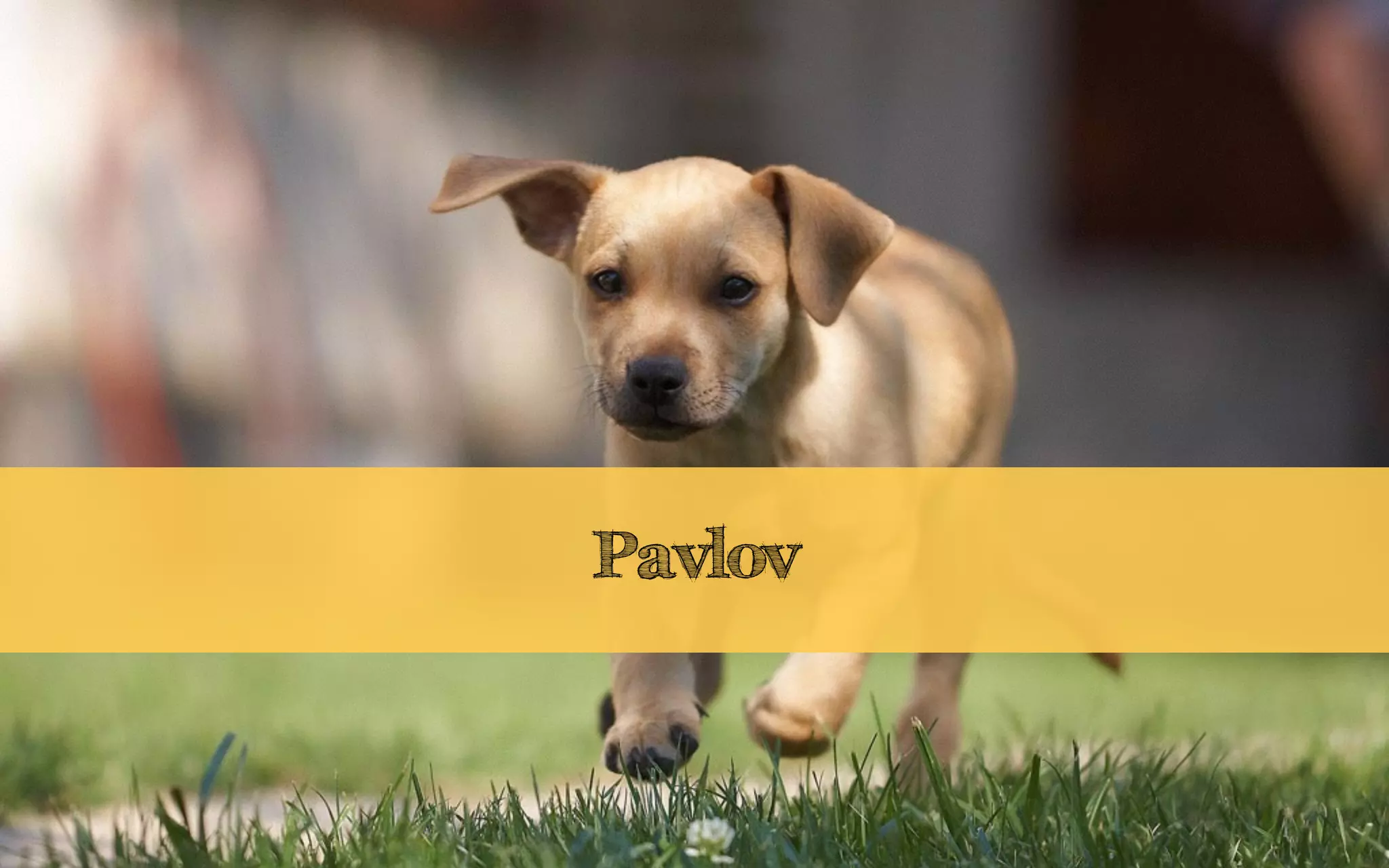 Pavlov
 