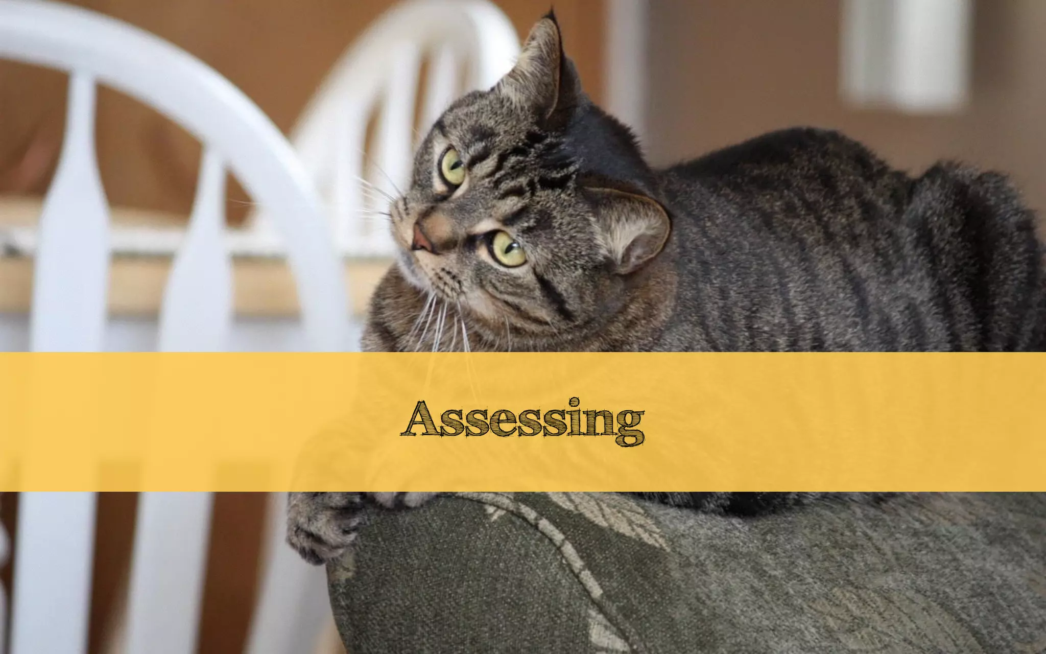 Assessing
 