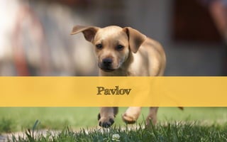 Pavlov
 
