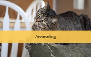 Assessing
 