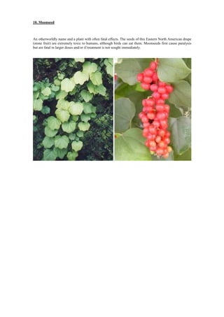 10. Moonseed
An otherworldly name and a plant with often fatal effects. The seeds of this Eastern North American drupe
(stone fruit) are extremely toxic to humans, although birds can eat them. Moonseeds first cause paralysis
but are fatal in larger doses and/or if treatment is not sought immediately.
 