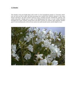 13. Oleander
The oleander is the most deadly plant in the world. It is also tremendously popular as a decorative shrub.
Just one leaf can kill an adult, and fatal poisonings have resulted from minimal exposure to the twigs,
blooms and berries. The plant contains numerous toxins, including nerioside, oleandroside, saponins, and
cardiac glycosides. Though native to parts of the Mediterranean and Asia, it is now widely cultivated
throughout the world. Fatalities among horses and other livestock are common. Once ingested, oleander
goes to work simultaneously on the nervous system, the cardiovascular system, and the digestive tract.
 