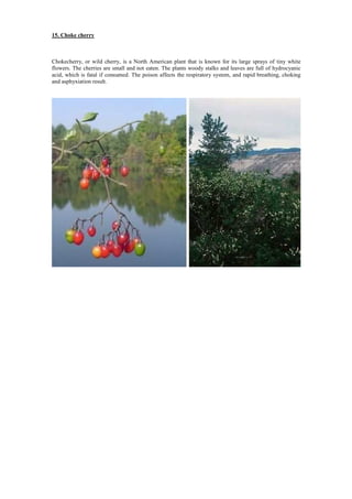 15. Choke cherry
Chokecherry, or wild cherry, is a North American plant that is known for its large sprays of tiny white
flowers. The cherries are small and not eaten. The plants woody stalks and leaves are full of hydrocyanic
acid, which is fatal if consumed. The poison affects the respiratory system, and rapid breathing, choking
and asphyxiation result.
 