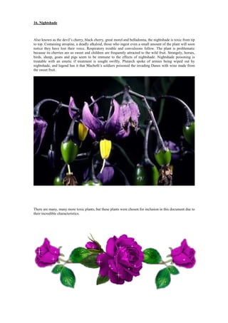 16. Nightshade
Also known as the devil’s cherry, black cherry, great morel and belladonna, the nightshade is toxic from tip
to top. Containing atropine, a deadly alkaloid, those who ingest even a small amount of the plant will soon
notice they have lost their voice. Respiratory trouble and convulsions follow. The plant is problematic
because its cherries are so sweet and children are frequently attracted to the wild fruit. Strangely, horses,
birds, sheep, goats and pigs seem to be immune to the effects of nightshade. Nightshade poisoning is
treatable with an emetic if treatment is sought swiftly. Plutarch spoke of armies being wiped out by
nightshade, and legend has it that Macbeth’s soldiers poisoned the invading Danes with wine made from
the sweet fruit.
There are many, many more toxic plants, but these plants were chosen for inclusion in this document due to
their incredible characteristics.
 