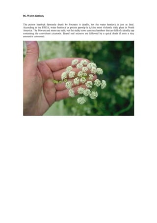 06. Water hemlock
The poison hemlock famously drunk by Socrates is deadly, but the water hemlock is just as fatal.
According to the USDA, water hemlock or poison parsnip is ï¿½the most violently toxic plant in North
America. The flowers and stems are safe, but the stalky roots contain chambers that are full of a deadly sap
containing the convulsant cicutoxin. Grand mal seizures are followed by a quick death if even a tiny
amount is consumed.
 