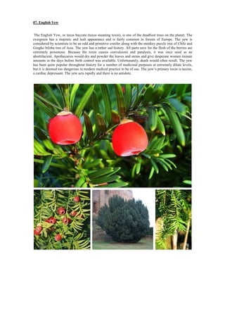 07. English Yew
The English Yew, or taxus baccata (taxus meaning toxin), is one of the deadliest trees on the planet. The
evergreen has a majestic and lush appearance and is fairly common in forests of Europe. The yew is
considered by scientists to be an odd and primitive conifer along with the monkey puzzle tree of Chile and
Gingko biloba tree of Asia. The yew has a rather sad history. All parts save for the flesh of the berries are
extremely poisonous. Because the toxin causes convulsions and paralysis, it was once used as an
abortifacient. Apothecaries would dry and powder the leaves and stems and give desperate women minute
amounts in the days before birth control was available. Unfortunately, death would often result. The yew
has been quite popular throughout history for a number of medicinal purposes at extremely dilute levels,
but it is deemed too dangerous in modern medical practice to be of use. The yew‘s primary toxin is taxine,
a cardiac depressant. The yew acts rapidly and there is no antidote.
 