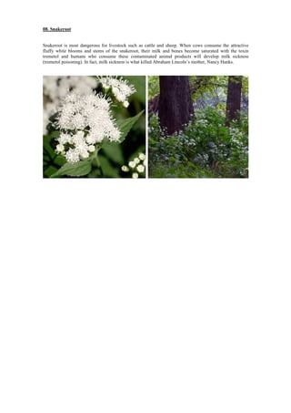 08. Snakeroot
Snakeroot is most dangerous for livestock such as cattle and sheep. When cows consume the attractive
fluffy white blooms and stems of the snakeroot, their milk and bones become saturated with the toxin
tremetol and humans who consume these contaminated animal products will develop milk sickness
(tremetol poisoning). In fact, milk sickness is what killed Abraham Lincoln’s mother, Nancy Hanks.
 
