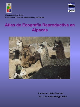 Universidad de Chile Facultad de Ciencias Veterinarias y pecuarias           Atlas de Ecografía Reproductiva en Alpacas Pamela A. Ubilla Thennet Dr. Luis Alberto Raggi Saini   