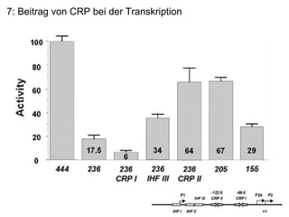 7: Beitrag von CRP bei der Transkription 