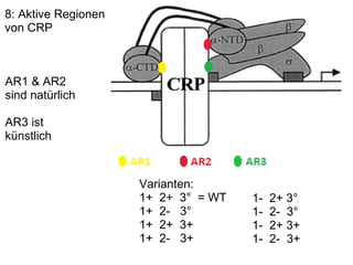 8: Aktive Regionen  von CRP Varianten: 1+  2+  3°  = WT 1+  2-   3°           1+  2+  3+   1+  2-   3+                                        1-  2+ 3° 1-  2-  3° 1-  2+ 3+ 1-  2-  3+ AR1 & AR2 sind natürlich   AR3 ist künstlich 