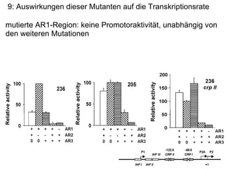 9: Auswirkungen dieser Mutanten auf die Transkriptionsrate mutierte AR1-Region: keine Promotoraktivität, unabhängig von den weiteren Mutationen 
