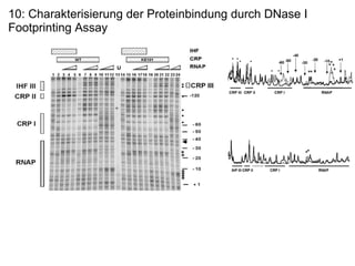 10: Charakterisierung der Proteinbindung durch DNase I Footprinting Assay 