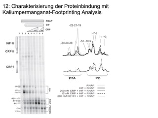 12: Charakterisierung der Proteinbindung mit Kaliumpermanganat-Footprinting Analysis 