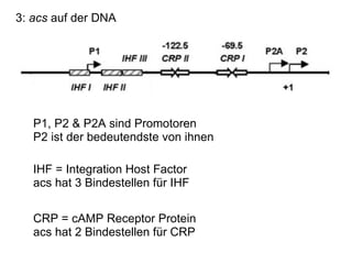 3:  acs  auf der DNA  P1, P2 & P2A sind Promotoren  P2 ist der bedeutendste von ihnen IHF = Integration Host Factor acs hat 3 Bindestellen für IHF CRP = cAMP Receptor Protein acs hat 2 Bindestellen für CRP 