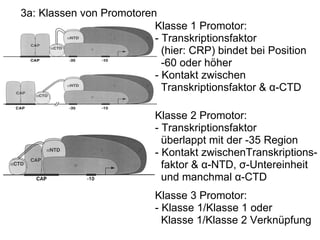 3a: Klassen von Promotoren Klasse 1 Promotor: - Transkriptionsfaktor     (hier: CRP) bindet bei Position      -60 oder höher - Kontakt zwischen    Transkriptionsfaktor & α-CTD Klasse 2 Promotor: - Transkriptionsfaktor     überlappt mit der -35 Region - Kontakt zwischenTranskriptions-    faktor & α-NTD, σ-Untereinheit      und manchmal α-CTD Klasse 3 Promotor: - Klasse 1/Klasse 1 oder     Klasse 1/Klasse 2 Verknüpfung 