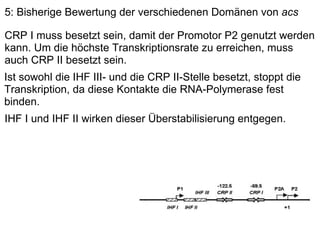 5: Bisherige Bewertung der verschiedenen Domänen von  acs Ist sowohl die IHF III- und die CRP II-Stelle besetzt, stoppt die Transkription, da diese Kontakte die RNA-Polymerase fest binden. CRP I muss besetzt sein, damit der Promotor P2 genutzt werden kann. Um die höchste Transkriptionsrate zu erreichen, muss auch CRP II besetzt sein. IHF I und IHF II wirken dieser Überstabilisierung entgegen. 