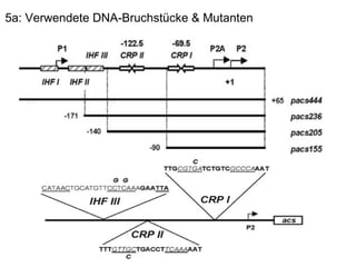 5a: Verwendete DNA-Bruchstücke & Mutanten 