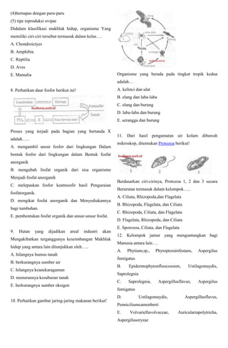 (4)bernapas dengan paru-paru
(5) tipe reproduksi ovipar
Didalam klasifikasi makhluk hidup, organisme Yang
memiliki ciri-ciri tersebut termasuk dalam kelas….
A. Chondroictyes
B. Amphibia
C. Reptilia
D. Aves
E. Mamalia
8. Perhatikan daur fosfor berikut ini!
Proses yang terjadi pada bagian yang bertanda X
adalah…..
A. mengambil unsur fosfor dari lingkungan Dalam
bentuk fosfor dari lingkungan dalam Bentuk fosfat
anorganik
B. mengubah fosfat organik dari sisa organisme
Menjadi fosfat anorganik
C. melepaskan fosfor keatmosfir hasil Penguraian
fosfatorganik.
D. mengikat fosfat anorganik dan Menyediakannya
bagi tumbuhan.
E. pembentukan fosfat organik dan unsur-unsur fosfat.
9. Hutan yang dijadikan areal industri akan
Mengakibatkan terganggunya keseimbangan Makhluk
hidup yang antara lain ditunjukkan oleh…..
A. hilangnya humus tanah
B. berkurangnya sumber air
C. hilangnya keanekaragaman
D. menurunnya kesuburan tanah
E. berkurangnya sumber oksigen
10. Perhatikan gambar jaring-jaring makanan berikut!
Organisme yang berada pada tingkat tropik kedua
adalah…
A. kelinci dan ulat
B. elang dan laba-laba
C. elang dan burung
D. laba-laba dan burung
E. serangga dan burung
11. Dari hasil pengamatan air kolam dibawah
mikroskop, ditemukan Protozoa berikut!
Berdasarkan ciri-cirinya, Protozoa 1, 2 dan 3 secara
Berurutan termasuk dalam kelompok…..
A. Ciliata, Rhizopoda,dan Flagelata
B. Rhizopoda, Flagelata, dan Ciliata
C. Rhizopoda, Ciliata, dan Flagelata
D. Flagelata, Rhizopoda, dan Ciliata
E. Sporozoa, Ciliata, dan Flagelata
12. Kelompok jamur yang menguntungkan bagi
Manusia antara lain….
A. Phytium,sp., Phytoptorainfestans, Aspergilus
fumigatus
B. Epidermophytonfloocosoem, Ustilagomaydis,
Saprolegnia
C. Saprolegnia, Aspergillusflavus, Aspergilus
fumigatus
D. Ustilagomaydis, Aspergillusflavus,
Penniciliumcamenberti
E. Volvariellavolvaceae, Auriculariapolytricha,
Aspergilusoryzae
 