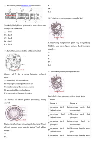 13. Perhatikan gambar membran sel dibawah ini!
Molekul glikolipid dan glikoprotein secara Berurutan
ditunjukkan oleh nomor…
A. 1 dan 2
B. 2 dan 3
C. 3 dan 4
D. 3 dan 5
E. 4 dan 6
14. Perhatikan gambar struktur sel hewan berikut!
Organel sel X dan Y secara berurutan berfungsi
untuk….
A. respirasi sel dan metabolisme
B. sintesis protein dan pembelahan sel
C. metabolisme sel dan sisntesis protein
D. respirasi se ldan pembelahan sel
E. transportasi sel dan sintesis protein
15. Berikut ini adalah gambar penampang batang
dikotil!
Bagian yang berfungsi sebagai pembuluh yang Dilalui
oleh air maupun unsur hara dari dalam Tanah adalah
nomor….
A. 1
B. 2
C. 3
D. 4
E. 5
16.Perhatikan organ-organ pencernaan berikut!
Kelenjar yang menghasilkan getah yang mengandung
NaHCO3 serta enzim lipase, amilase, dan tripsinogen
adalah….
A. 1
B. 2
C. 3
D. 4
E. 5
17. Perhatikan gambar jantung berikut ini!
Dari tabel berikut, yang menyatakan fungsi X dan
Y adalah…..
Fungsi X Fungsi Y
A
menerima darah dari
Seluruh tubuh
memompa darah dari
seluruh tubuh
B
memompa darah ke
Seluruh tubuh
Menerima darah dari
paru-paru
C
menerima darah dari
paru-paru
memompa darah ke
seluruh tubuh
D
menerima darah dari
Seluruh tubuh
Memompa darah ke paru-
paru
E menerima darah dari memompa darah ke paru-
 
