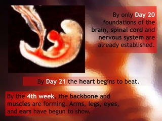 By Day 21 the heart begins to beat.
By the 4th week, the backbone and
muscles are forming. Arms, legs, eyes,
and ears have...