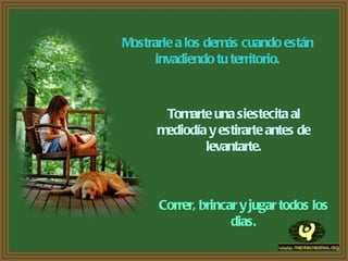 Mostrarle a los demás cuando están invadiendo tu territorio. Tomarte una siestecita al mediodía y estirarte antes de levantarte. Correr, brincar y jugar todos los dias. 