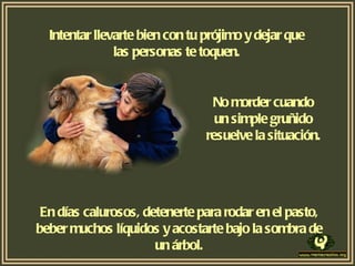 Intentar llevarte bien con tu prójimo y dejar que las personas te toquen. No morder cuando un simple gruñido resuelve la situación. En días calurosos, detenerte para rodar en el pasto, beber muchos líquidos y acostarte bajo la sombra de un árbol. 