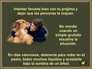 Intentar llevarte bien con tu prójimo y
     dejar que las personas te toquen.


                              No morder
                              cuando un
                            simple gruñido
                              resuelve la
                               situación.


En días calurosos, detenerte para rodar en el
 pasto, beber muchos líquidos y acostarte
         bajo la sombra de un árbol.
 