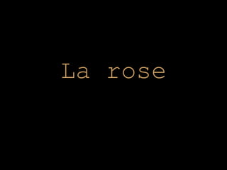 La rose