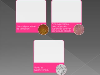 *Los mas viejos al
*Todo el proceso es              descomponen
de selección.                    sustancias que van
                                 eliminando al resto




                *Todo es
                supervivencia.
 