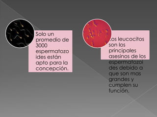 Solo un
promedio de    Los leucocitos
3000           son los
espermatozo    principales
ides están     asesinos de los
apto para la   espermatozoi
concepción.    des debido a
               que son mas
               grandes y
               cumplen su
               función.
 
