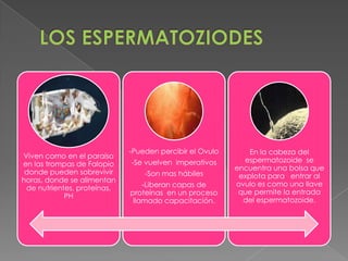 -Pueden percibir el Ovulo       En la cabeza del
Viven como en el paraíso
                             -Se vuelven imperativos       espermatozoide se
en las trompas de Falopio
                                                         encuentra una bolsa que
 donde pueden sobrevivir         -Son mas hábiles         explota para entrar al
horas, donde se alimentan
                                 -Liberan capas de       ovulo es como una llave
 de nutrientes, proteínas,
                             proteínas en un proceso      que permite la entrada
            PH
                              llamado capacitación.        del espermatozoide.
 