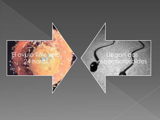 El ovulo vive solo      Llegan dos
     24 horas        espermatozoides
 